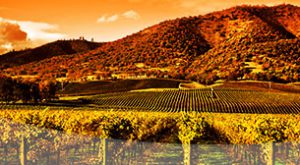 Napa Valley Limousine Tour