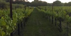 own a napa vineyard