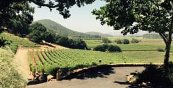 gargiulo vineyards