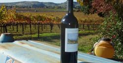 king andrews vineyards at suisun valley wine cooperative