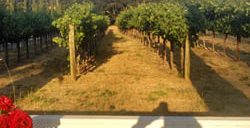 landa vineyards