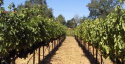 wine country chauffeur