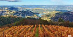stu linden wine experience