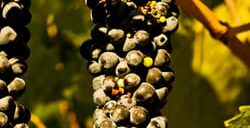 gustavo wine tasting room