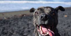 fort funston