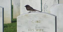 san francisco national cemetery