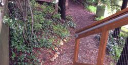 ansel adams historic social path
