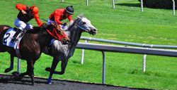 golden gate fields racetrack